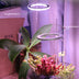 LED Grow Light Full Spectrum Angel Ring Phyto Grow Lamp USB Phytolamp - Minihomy