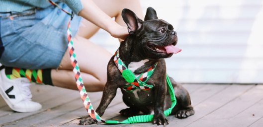 Shaped Chest Strap Can Protect The Tracheal Vest Type Pet Rope