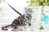 Pet Sling Nylon Collar Traction Rope