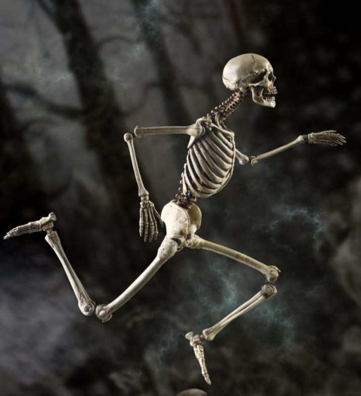 Mini skeleton model