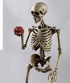 Mini skeleton model