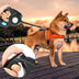 Three-in-one Retractable Dog Leash With Flashlight - Minihomy