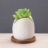 Succulent Pot Creative Cartoon Ceramic Flower Pots